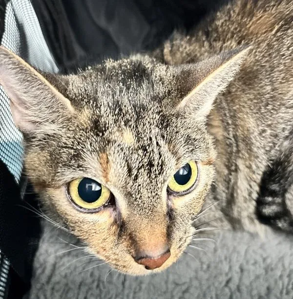 An adult medium-sized female Domestic Short Hair cat named Zia for adoption in Ridgewood, NY