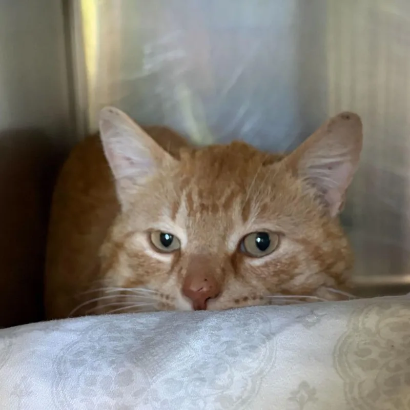 An adult large-sized male Orange / Red Domestic Short Hair cat named Large Brussel Sprout for adoption in Asheville, NC