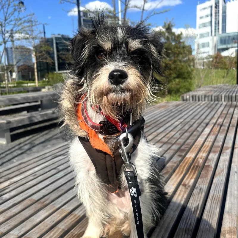 An adult small-sized female Black Terrier dog named Faye for adoption in Brooklyn, NY