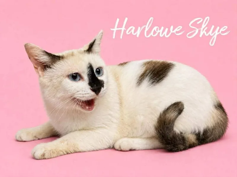 A young small-sized female Siamese cat named Harlowe Skye for adoption in Rutherfordton, NC