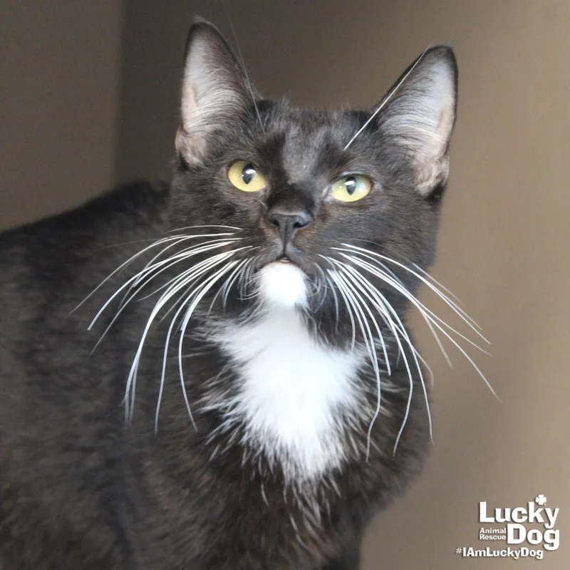 An adult medium-sized female Black & White / Tuxedo Domestic Short Hair cat named Teeny for adoption in Washington, DC