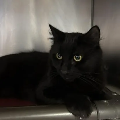 A young medium-sized male Black Domestic Long Hair cat named Tiny for adoption in Braintree, MA