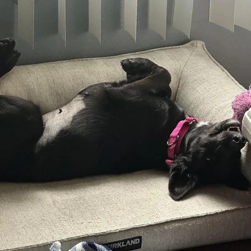 A young medium-sized female Black Shepherd dog named Lucille for adoption in San Diego, CA