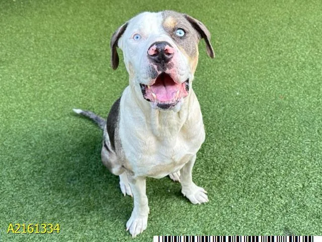 An adult large-sized male Mixed Breed dog named Coconut for adoption in West Palm Beach, FL