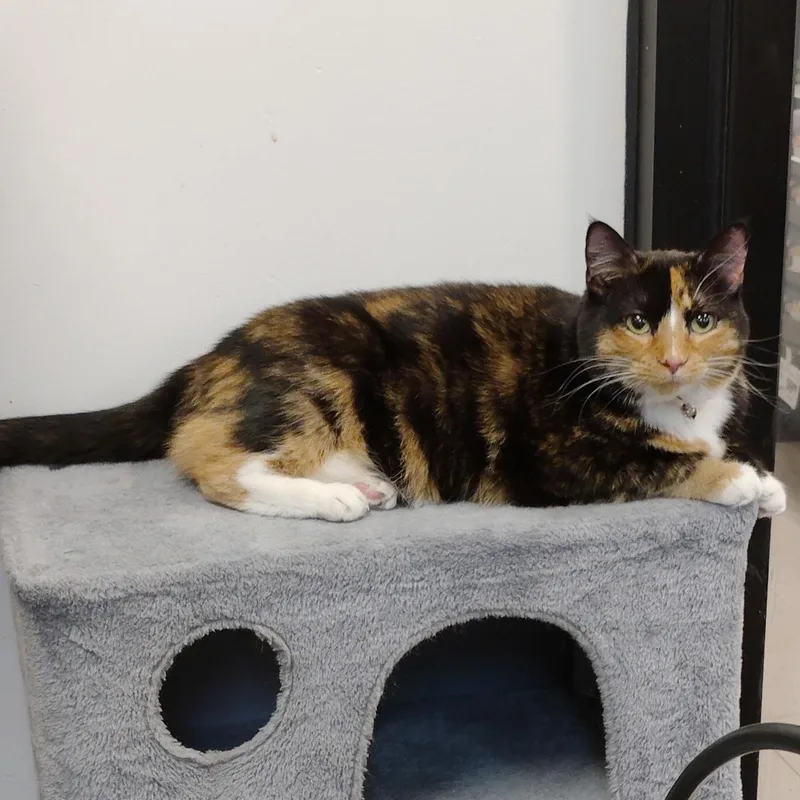 An adult medium-sized female Calico cat named Lizzie for adoption in Rock Hill, SC
