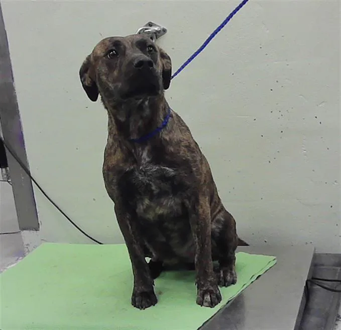 A young medium-sized female Staffordshire Bull Terrier dog named Ashley for adoption in Houston, TX