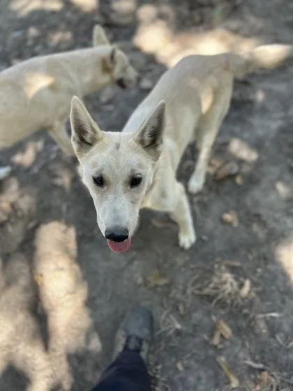 A baby medium-sized female Husky dog named Lorna McNessie for adoption in Fresno, CA
