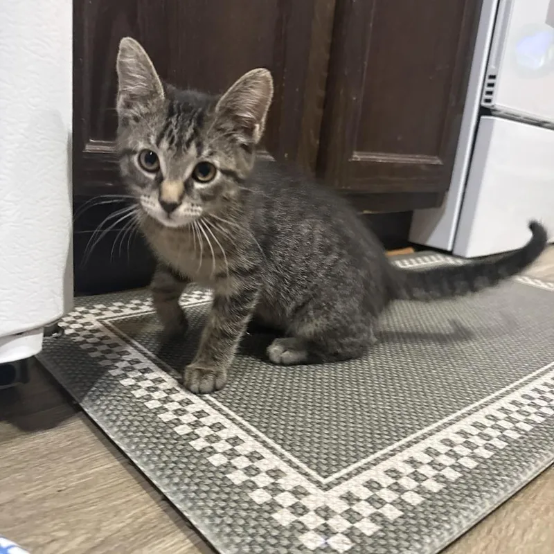 A baby small-sized female Brown / Chocolate Domestic Short Hair cat named Carbon Candy for adoption in Eaton Rapids, MI