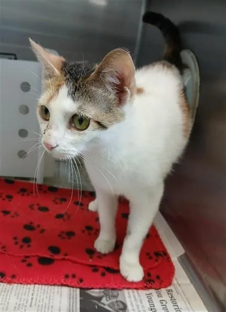 A young medium-sized female Domestic Short Hair cat named Luster for adoption in Corpus Christi, TX