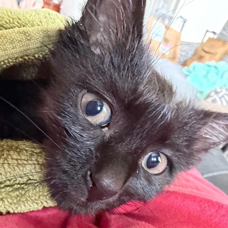 A baby small-sized male Black Domestic Medium Hair cat named Munchiesc for adoption in East Saint Louis, IL