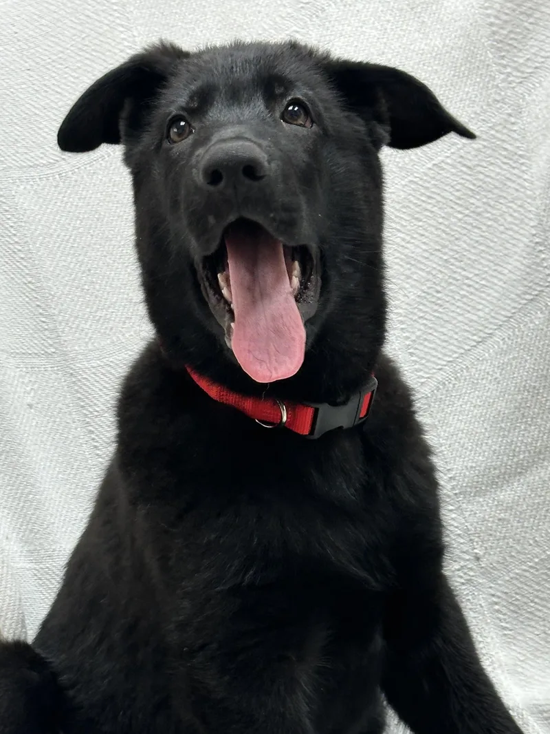 A baby large-sized male Black German Shepherd Dog dog named Ben for adoption in Iuka, MS