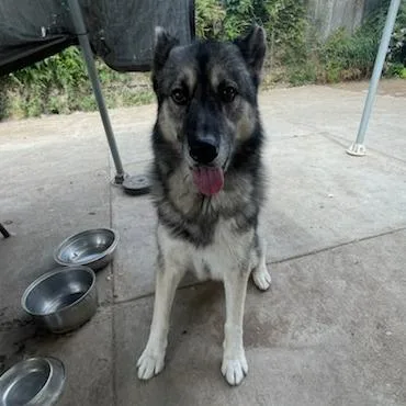 An adult large-sized male Black Siberian Husky dog named Max for adoption in Pasadena, CA