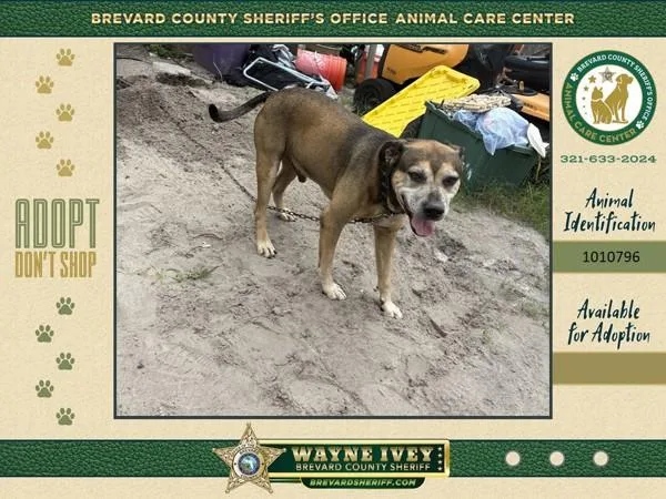 An adult medium-sized male Mixed Breed dog named Leroy for adoption in Melbourne, FL