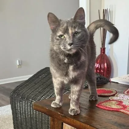 Buttercup thumbnail 2