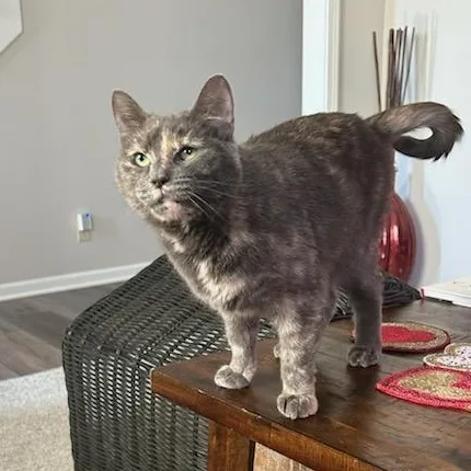 Buttercup thumbnail 3