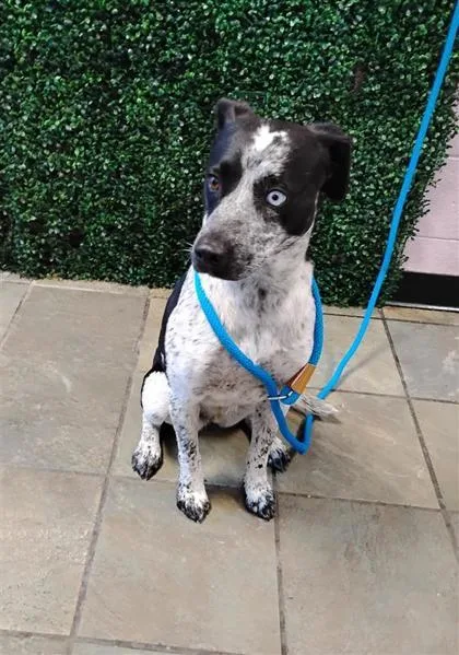 A young medium-sized female Australian Cattle Dog / Blue Heeler dog named 61785409 for adoption in El Paso, TX