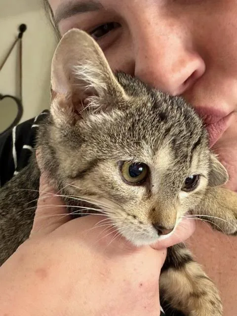A baby medium-sized female Tabby (Buff / Tan / Fawn) Tabby cat named Pimento for adoption in Midland, MI