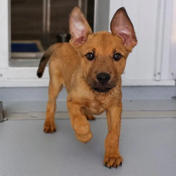 A baby medium-sized female Yellow / Tan / Blond / Fawn Mixed Breed dog named Basil for adoption in Bradenton, FL