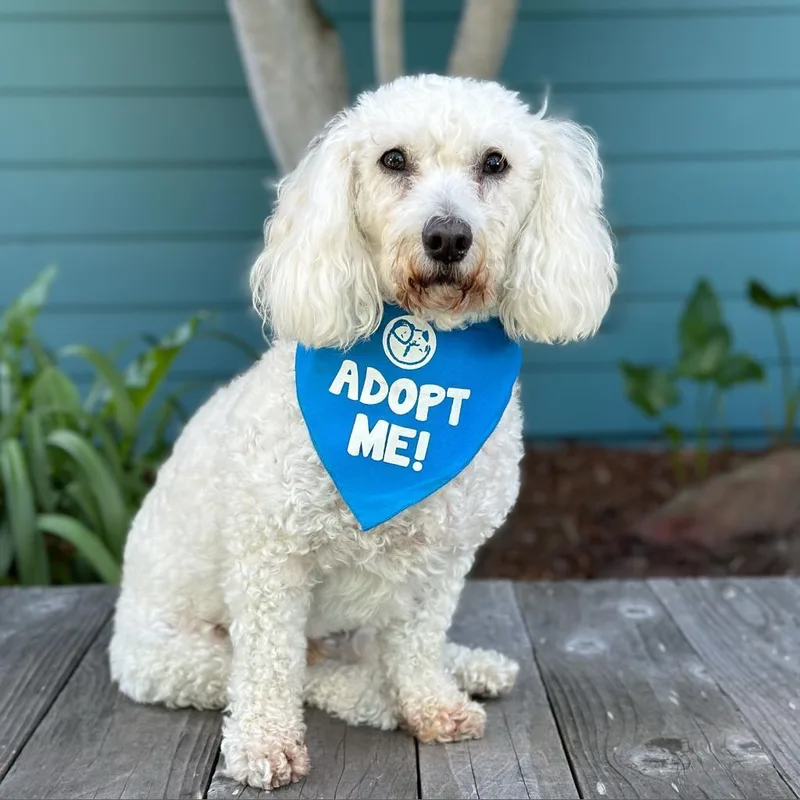 A senior small-sized male White / Cream Bichon Frise dog named Phylo for adoption in Pacific Grove, CA