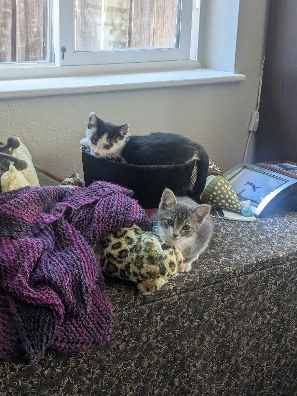 A young medium-sized female Black Domestic Short Hair cat named Venus for adoption in Fort Collins, CO