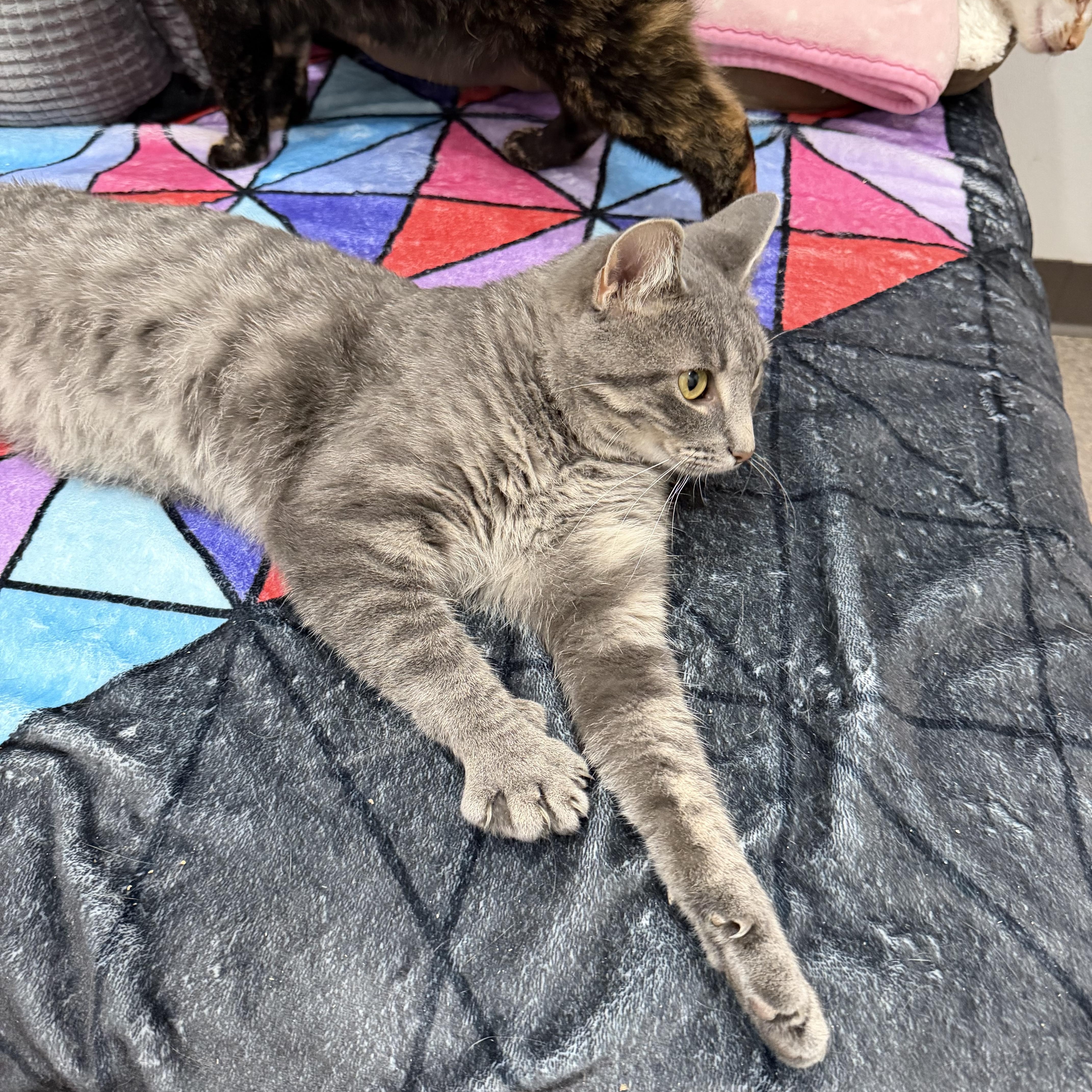 A young medium-sized male Tabby (Gray / Blue / Silver) Domestic Short Hair cat named River for adoption in Sault Sainte Marie, MI