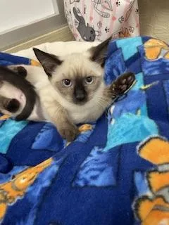 Coco thumbnail 2