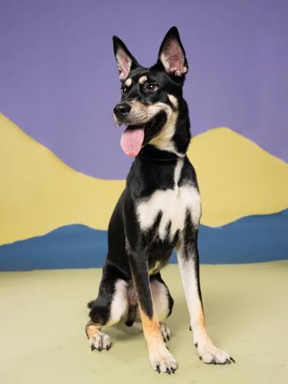 A young large-sized male Mixed Breed dog named Skink for adoption in Atlanta, GA
