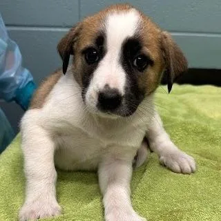 A young large-sized female Shepherd dog named Pax for adoption in Kansas City, MO