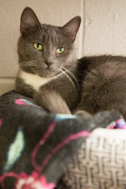 A senior small-sized male Domestic Short Hair cat named Iceman for adoption in Berlin, MD