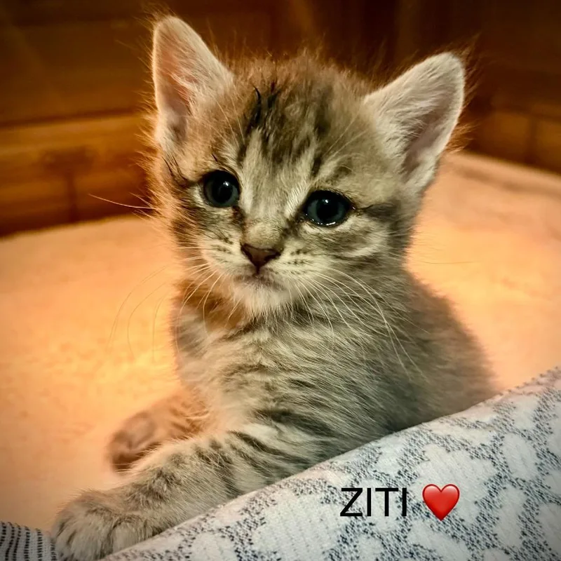 Ziti thumbnail 2