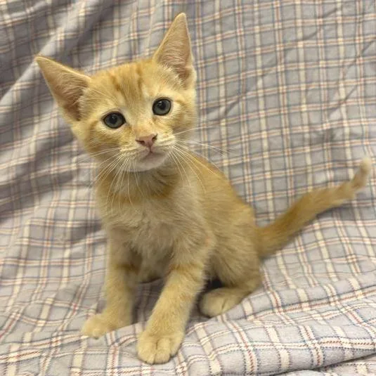 A baby small-sized female Orange / Red Domestic Short Hair cat named Pinnacle for adoption in Hawthorne, CA