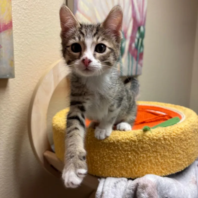 A baby small-sized male Brown / Chocolate Domestic Short Hair cat named Melon for adoption in Flagstaff, AZ