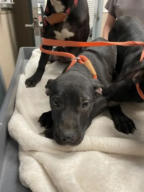 A young small-sized female Pit Bull Terrier dog named Dixie for adoption in San Jose, CA