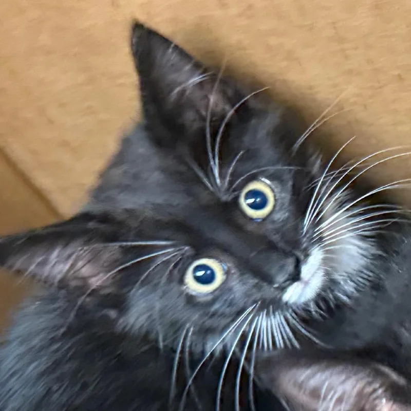 A baby small-sized male Smoke Domestic Medium Hair cat named Harrison for adoption in Winston-Salem, NC
