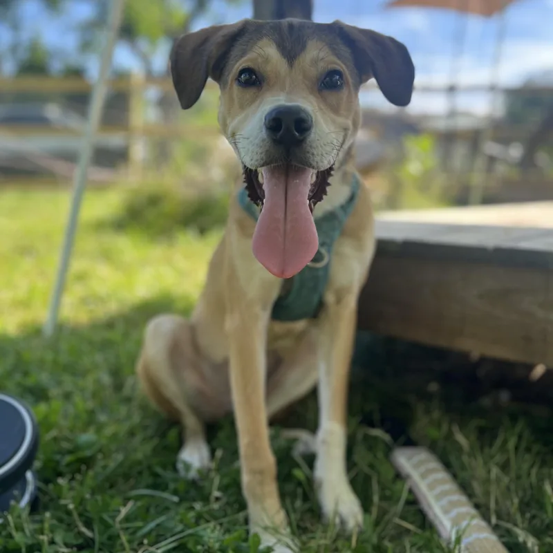 A young medium-sized male Mixed Breed dog named Funnel Cake for adoption in Philadelphia, PA