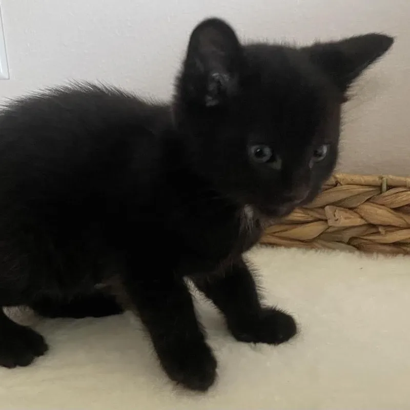 Bitters C thumbnail 2