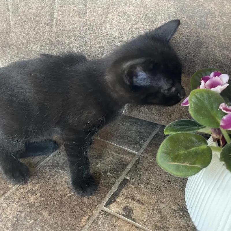 Bitters C thumbnail 3