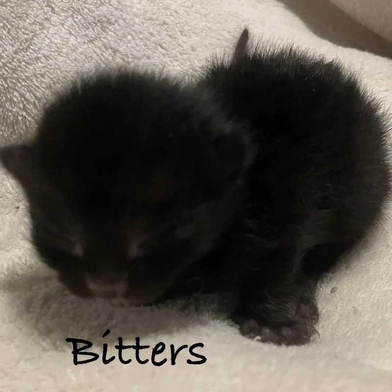Bitters C thumbnail 4