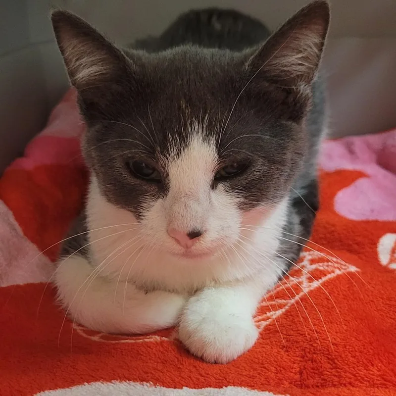 A baby small-sized female Gray / Blue / Silver Domestic Short Hair cat named Baja Blast for adoption in Milan, IL
