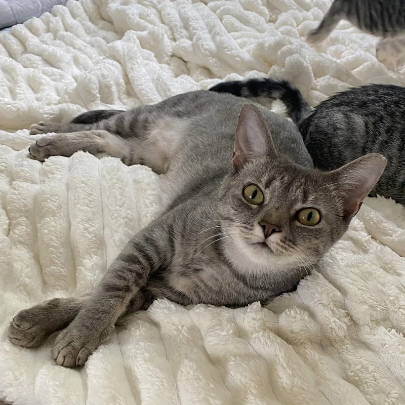 An adult small-sized female Domestic Short Hair cat named Molly for adoption in Tarrytown, GA