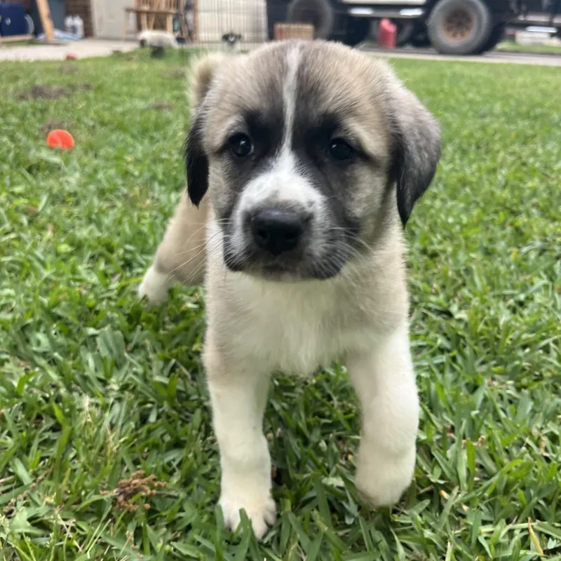 A baby large-sized female Brown / Chocolate Great Pyrenees dog named Maple for adoption in Montgomery, TX
