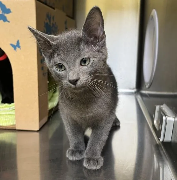 A baby small-sized male Domestic Short Hair cat named Grimm for adoption in Sioux City, IA