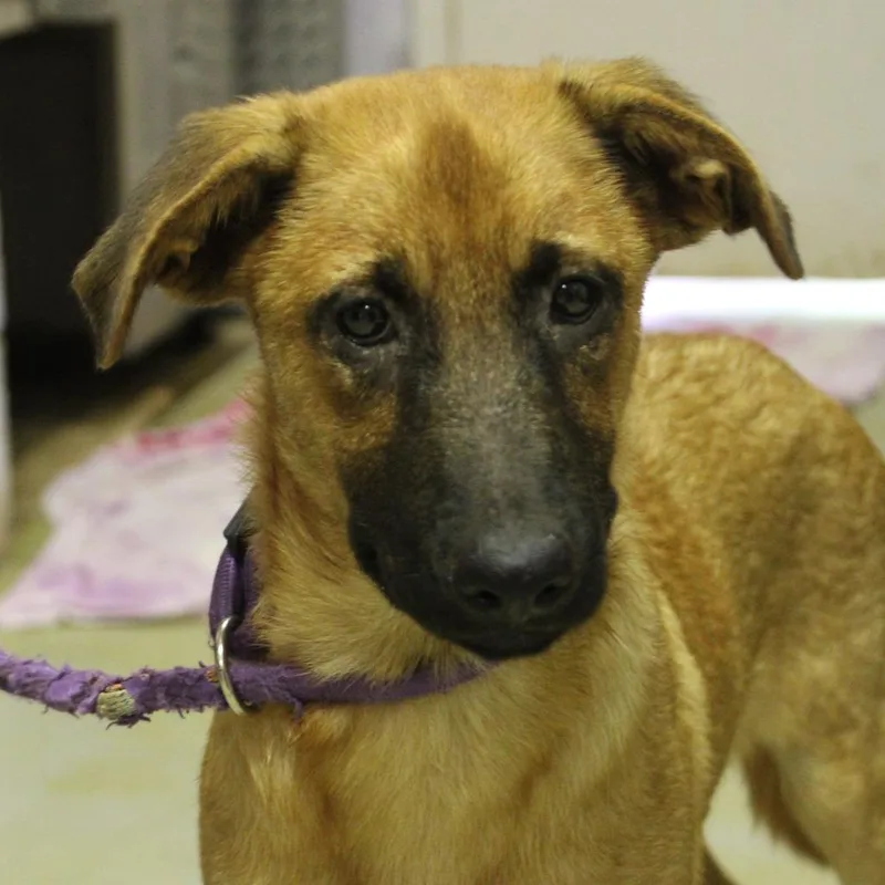 A baby small-sized female Brown / Chocolate Mixed Breed dog named Frida for adoption in Valley, AL