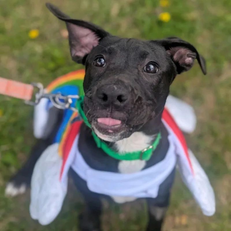 A baby large-sized female Black Mixed Breed dog named Pride for adoption in Hendersonville, NC