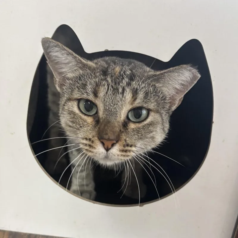 A young medium-sized female Gray / Blue / Silver Domestic Short Hair cat named Shakira for adoption in Laredo, TX