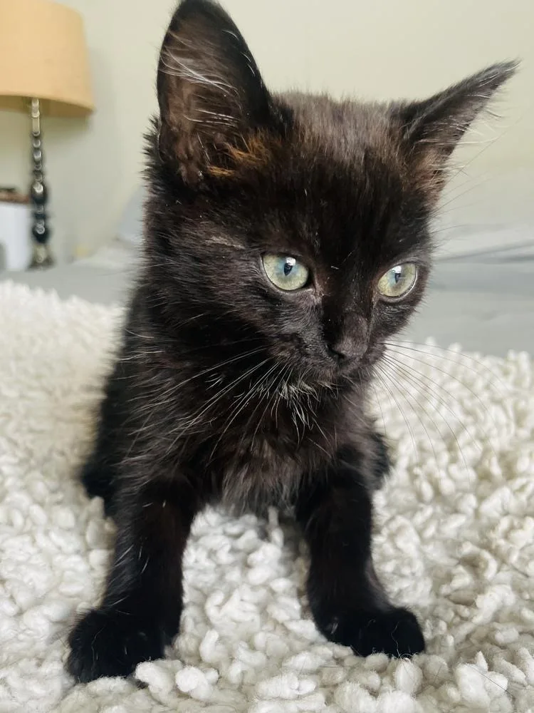 A baby small-sized female Black Domestic Short Hair cat named Posey for adoption in Salisbury, NC
