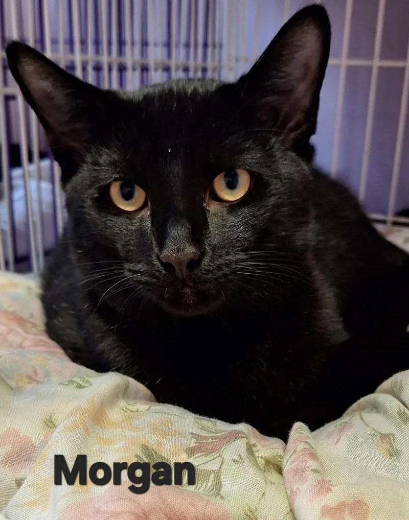 A baby medium-sized male Domestic Short Hair cat named Morgan for adoption in Westfield, NY