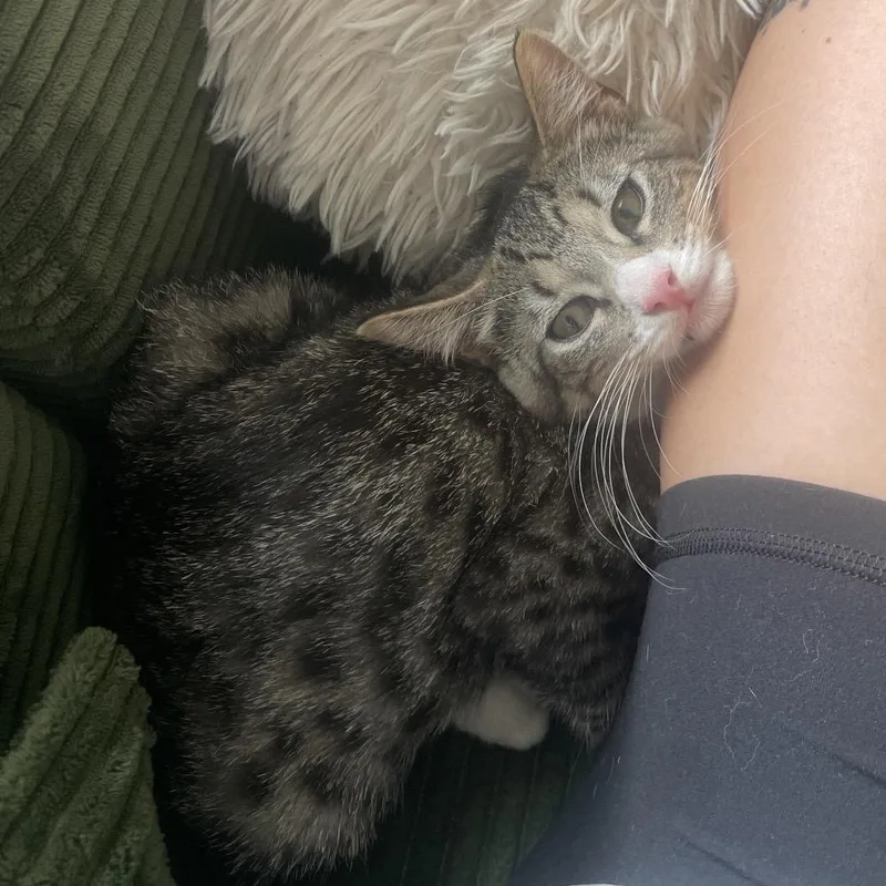 A baby medium-sized male Brown / Chocolate Domestic Short Hair cat named Antonio for adoption in Middle Village, NY