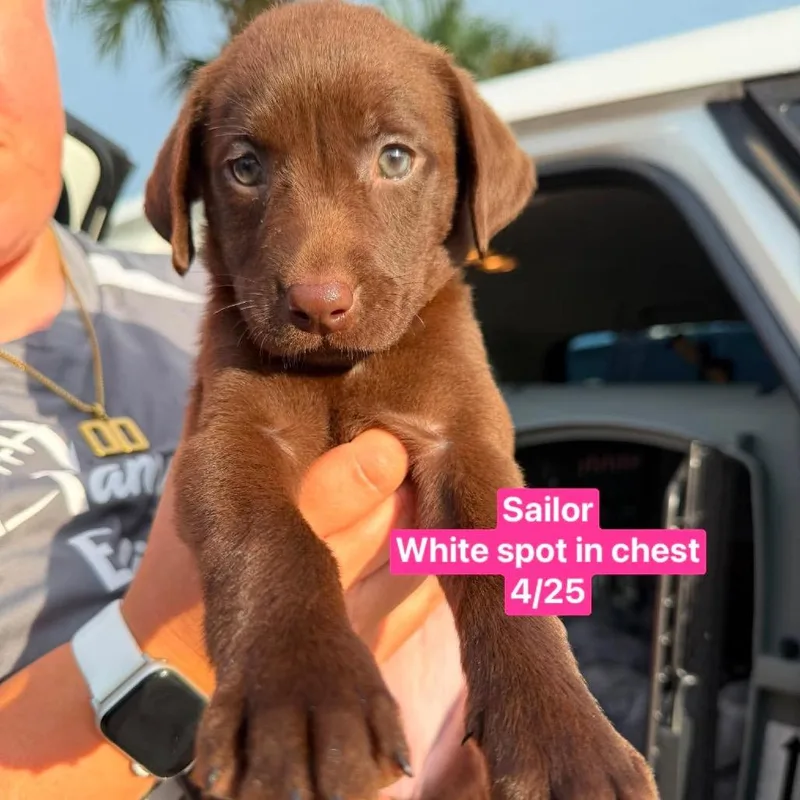 A baby small-sized female Brown / Chocolate Chocolate Labrador Retriever dog named Sailor for adoption in Tampa, FL