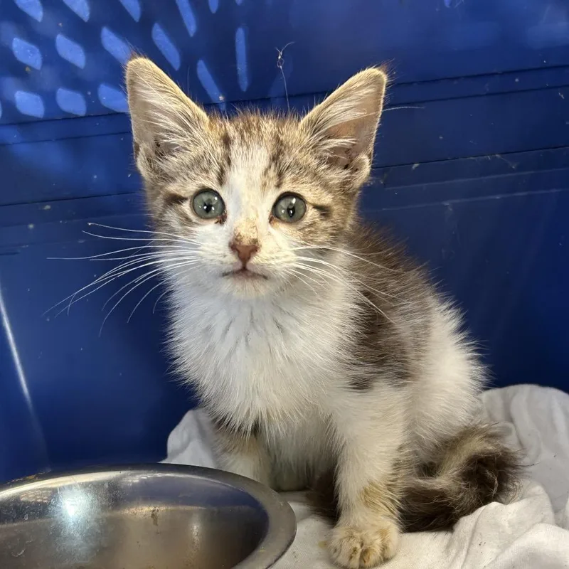 A baby small-sized female Domestic Short Hair cat named Stray Lawson Chapel for adoption in Roxboro, NC